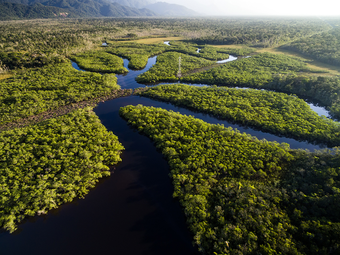 Amazone regenwoud