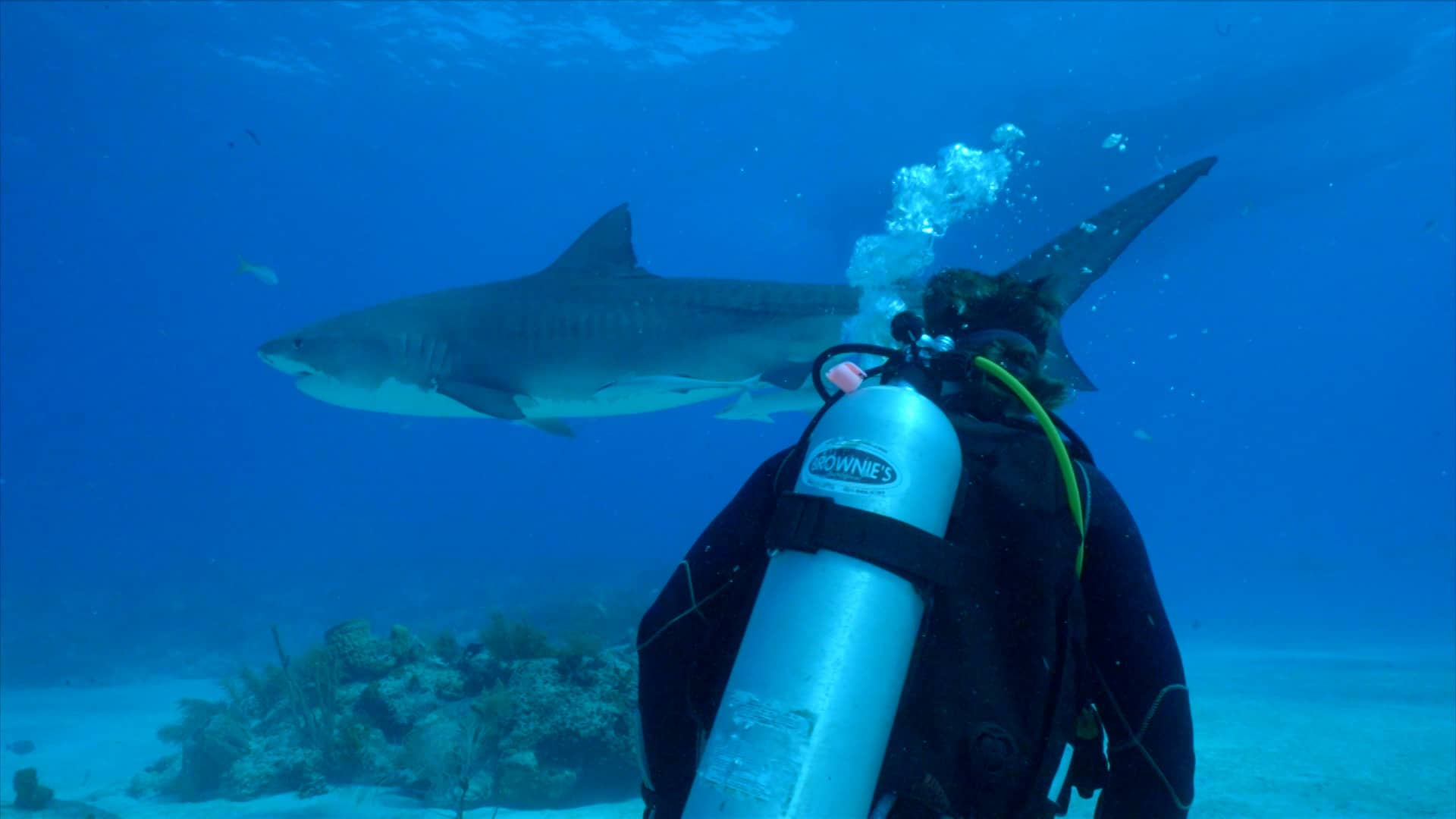 Freek bij een haai