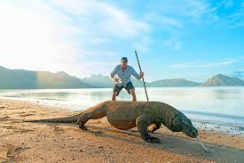 Komodovaraan