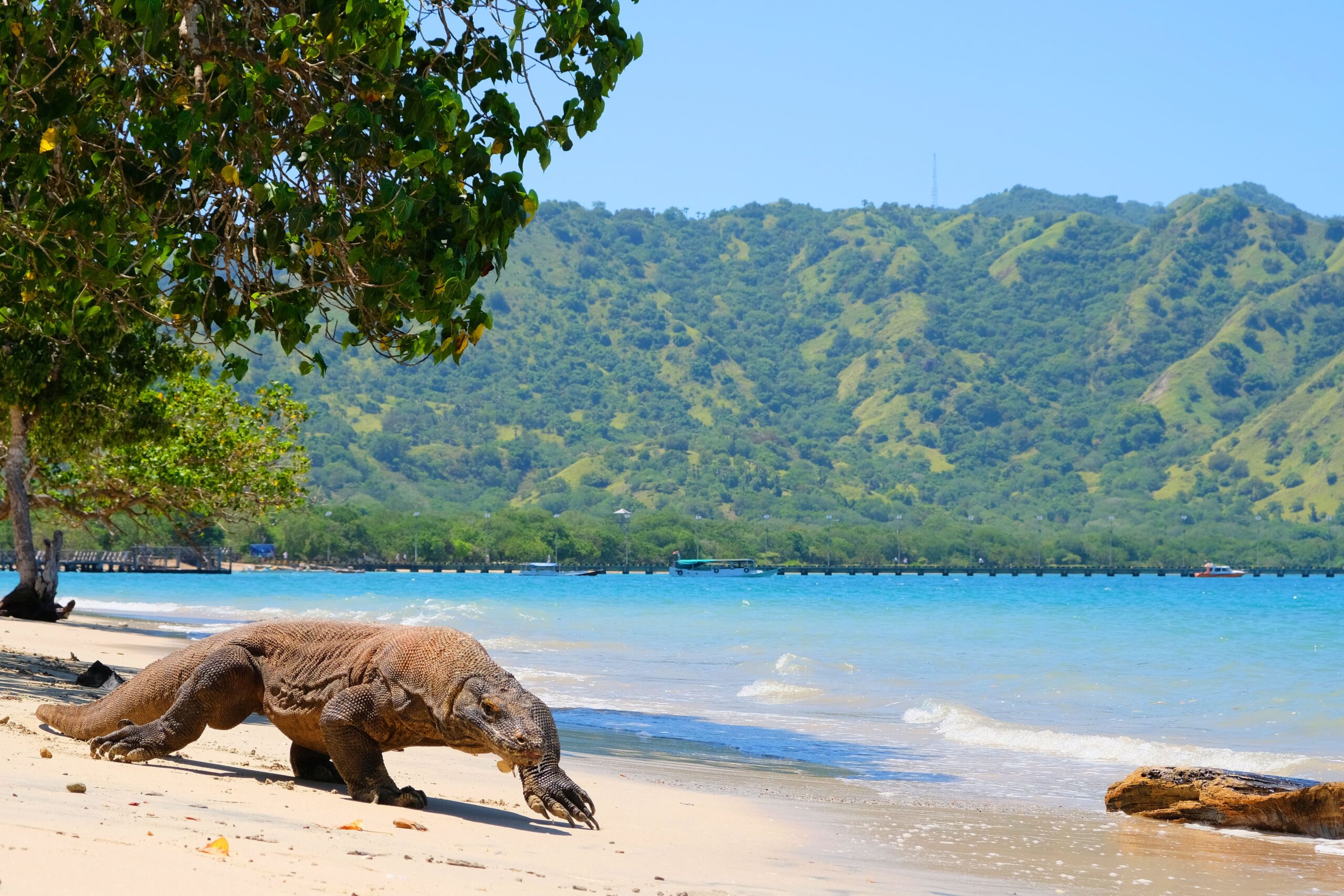 Komodovaraan